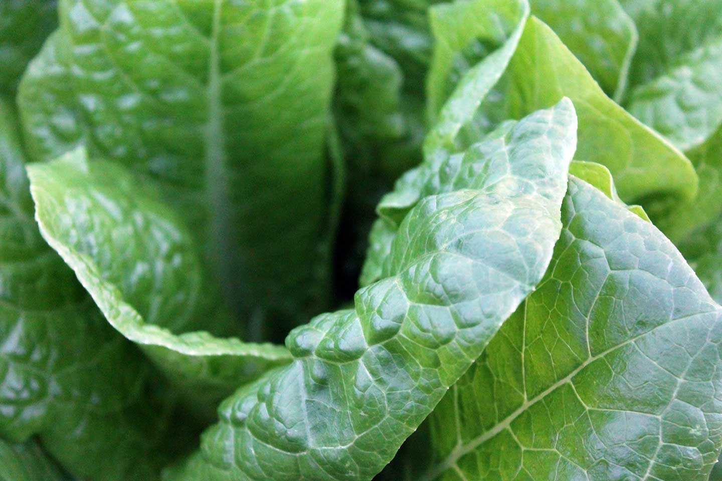 Salad leaves blog