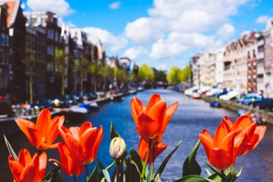 Tulips in Amsterdam, the Netherlands