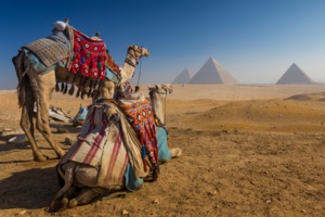 Camel and pyramids outside Cairo, Egypt