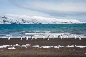 Gentoo penguins on Deception Island, Antarctica