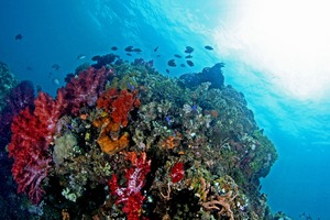 Coral reef near Ambon, Indonesia