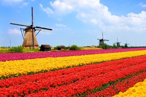 Tulip fields in the Netherlands
