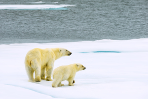 Polar bear with cub in Svalbard, Norway