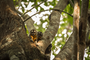 Monkeys in Pacaya-Samiria National Reserve, Peru