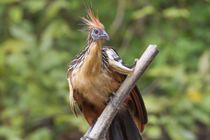 Hoatzin in Pacaya-Samiria National Reserve, Peru