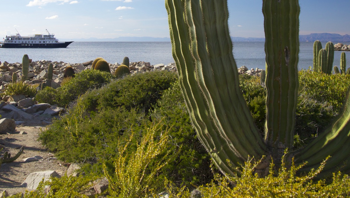 UnCruise Adventures in the Sea of Cortez