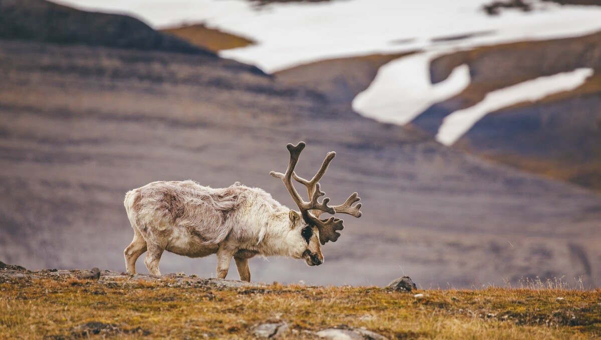 Reindeer spotted on a Quark Expeditions Arctic cruise itinerary