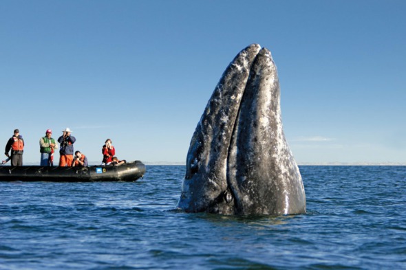 Whale watching in the Sea of Cortez, Mexico