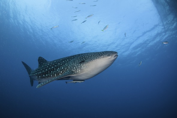 Whale shark in Cenderawasih Bay, West Papua, Indonesia