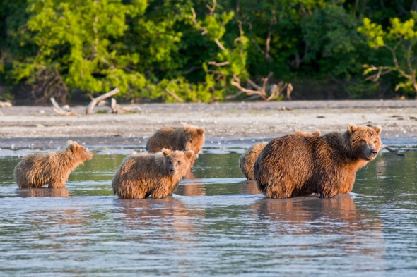 Bears in Kamchatka, Russia