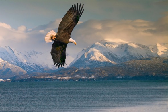 Bald eagle over Homer, Alaska