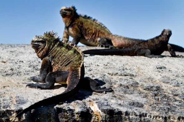 Marine iguanas in the Galapagos