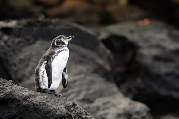 Galapagos penguin