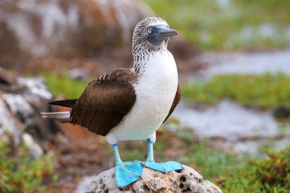 Blue footed booby on North Seymour Island, Galapagos