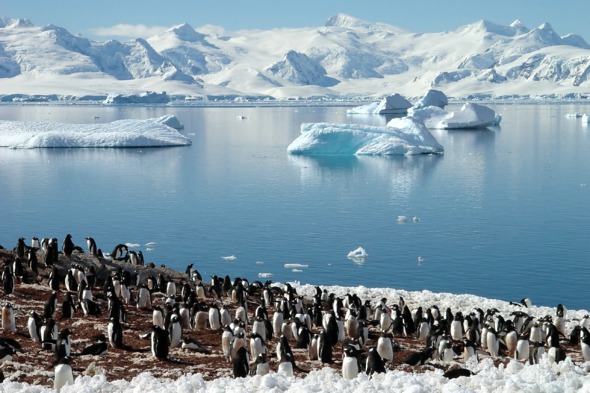 Penguin colony in Antarctica