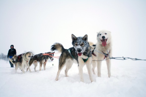 Huskies in Norway