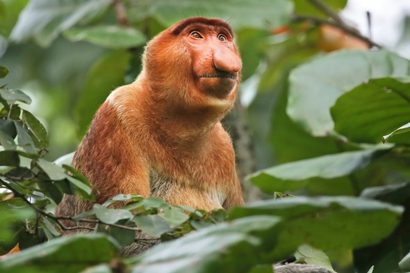 Proboscis monkey in Borneo