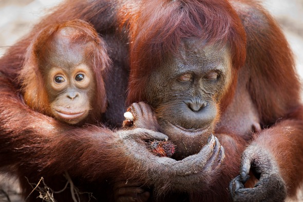 Orangutans in Camp Leakey, Kalimantan