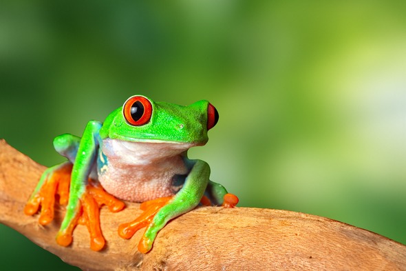 Red-eyed tree frog in Costa Rica