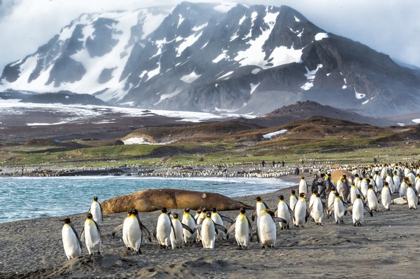 Penguins in South Georgia