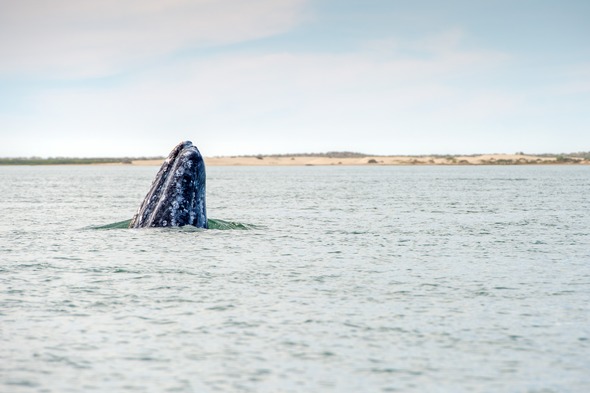 Gray whale in the Sea of Cortez, Mexico