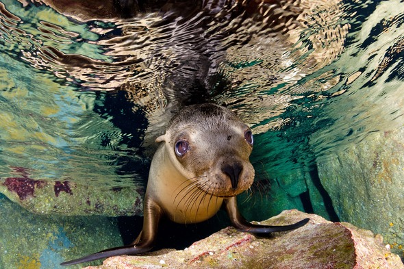 Sea lion in the Sea of Cortez, Mexico