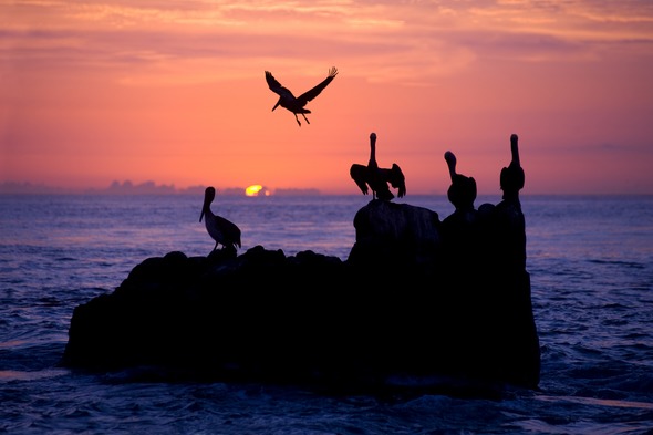 Pelicans off Cabo San Lucas, Mexico