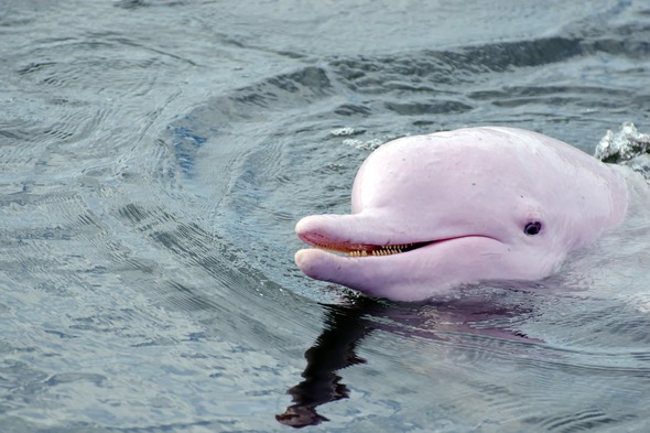 Amazon pink river dolphin