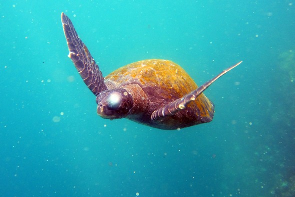 Turtle in the Galapagos