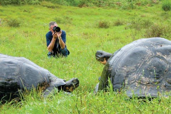 Giant tortoises in the Galapagos