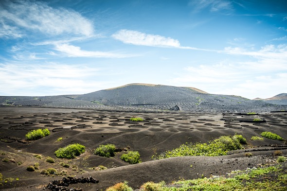 La Geria vineyards in Lanzarote, Canary Islands