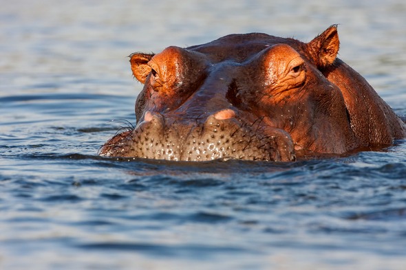Hippo in the Chobe river, Botswana