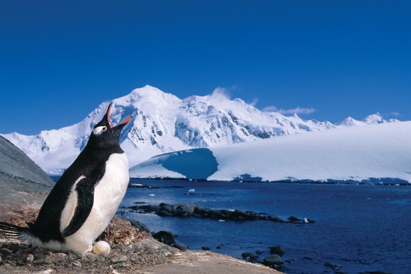 Gentoo penguin in Antarctica