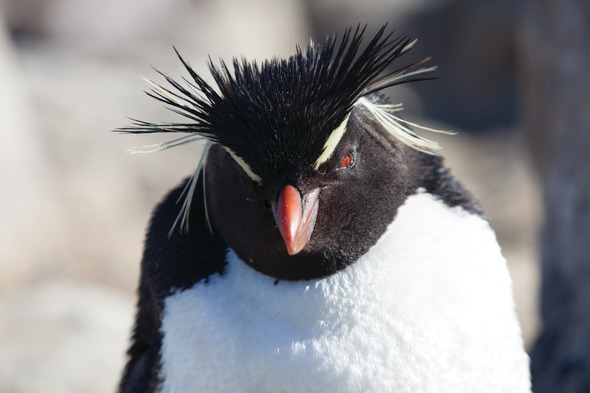 Rockhopper penguin in Antarctica