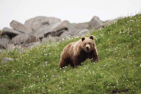 Wild Russia - Bear, Okhotsk