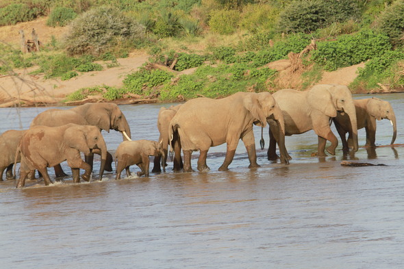 Safari so good - Elephants, Kenya