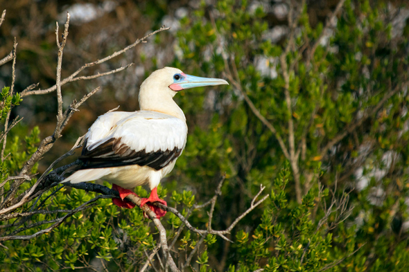 Red-footed booby on Aldabra island, Seychelles