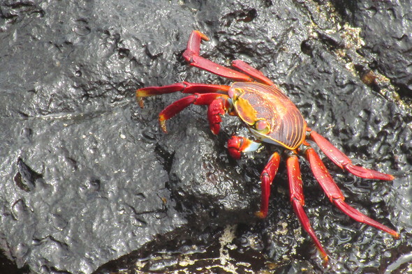 Sally Lightfoot crab on Santa Cruz, Galapagos