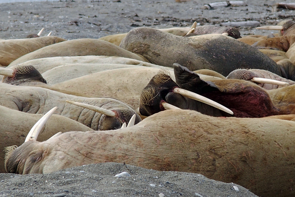 Walrus in Svalbard