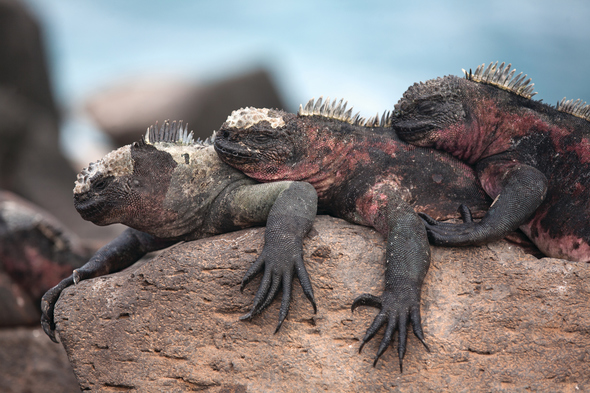 Silversea Expeditions - Marine iguanas in the Galapagos