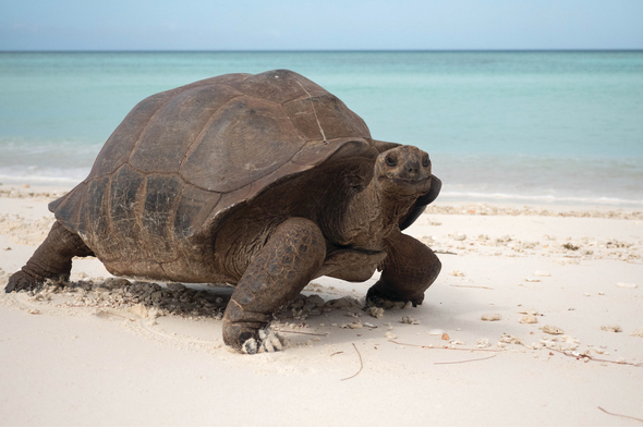 Silversea Expeditions - Giant tortoise on Aldabra, Seychelles