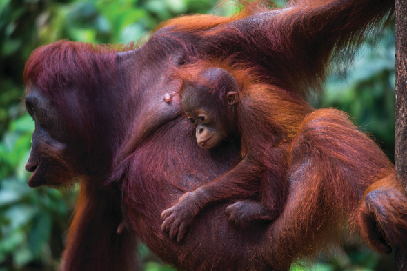 Silversea Expeditions - Orangutans in Borneo