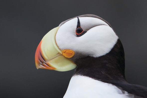 Horned puffin in Kamchatka, Russia