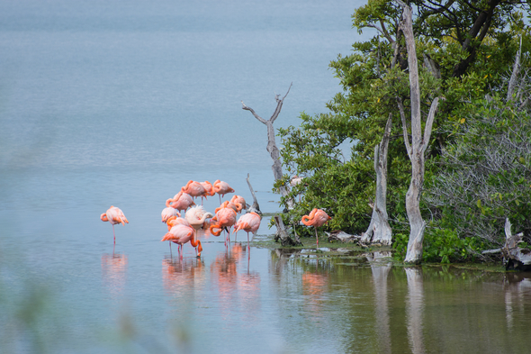 Flamingos on Floreana island, Galapagos