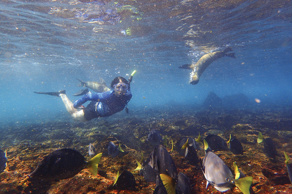 Snorkelling in the Galapagos