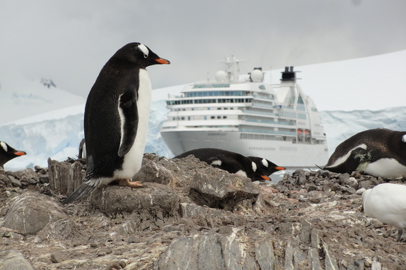 Seabourn Quest and penguins in Antarctica