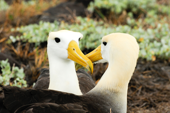 Yellow headed waved albatross in the Galapagos