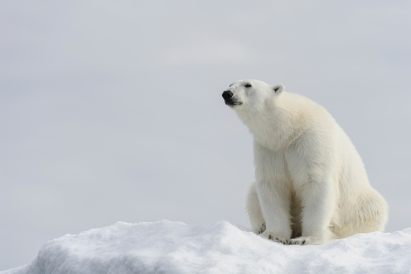 Silversea Expeditions - Polar bear in Svalbard
