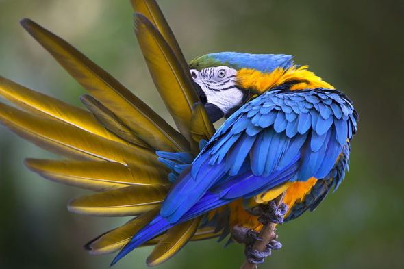 Blue and yellow macaw in the Amazon