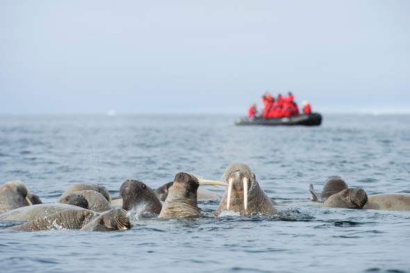 Silversea Expeditions - Walruses in Svalbard, Norwegian Arctic